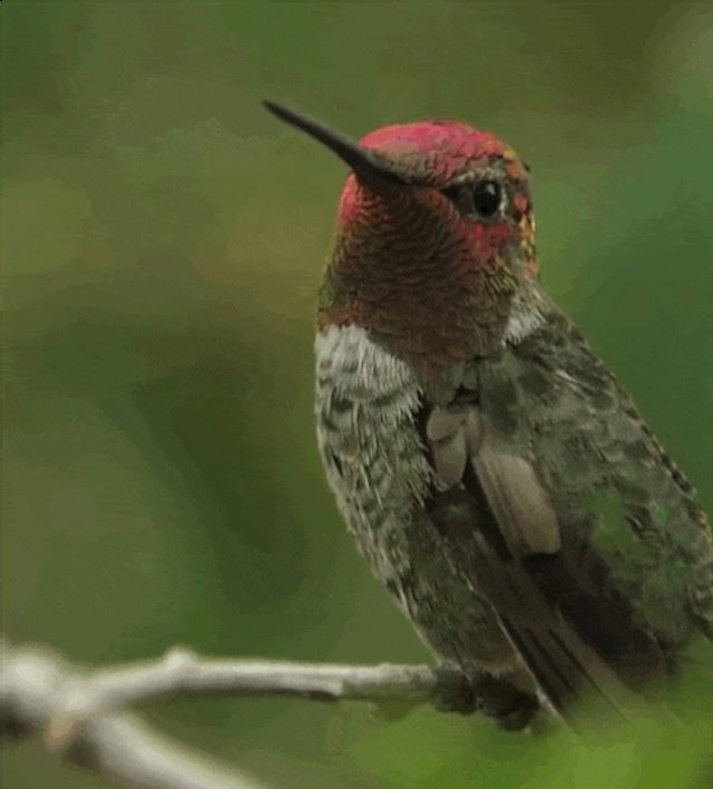 This Incredible Hummingbird Changes Colors With Every Turn The Dodo