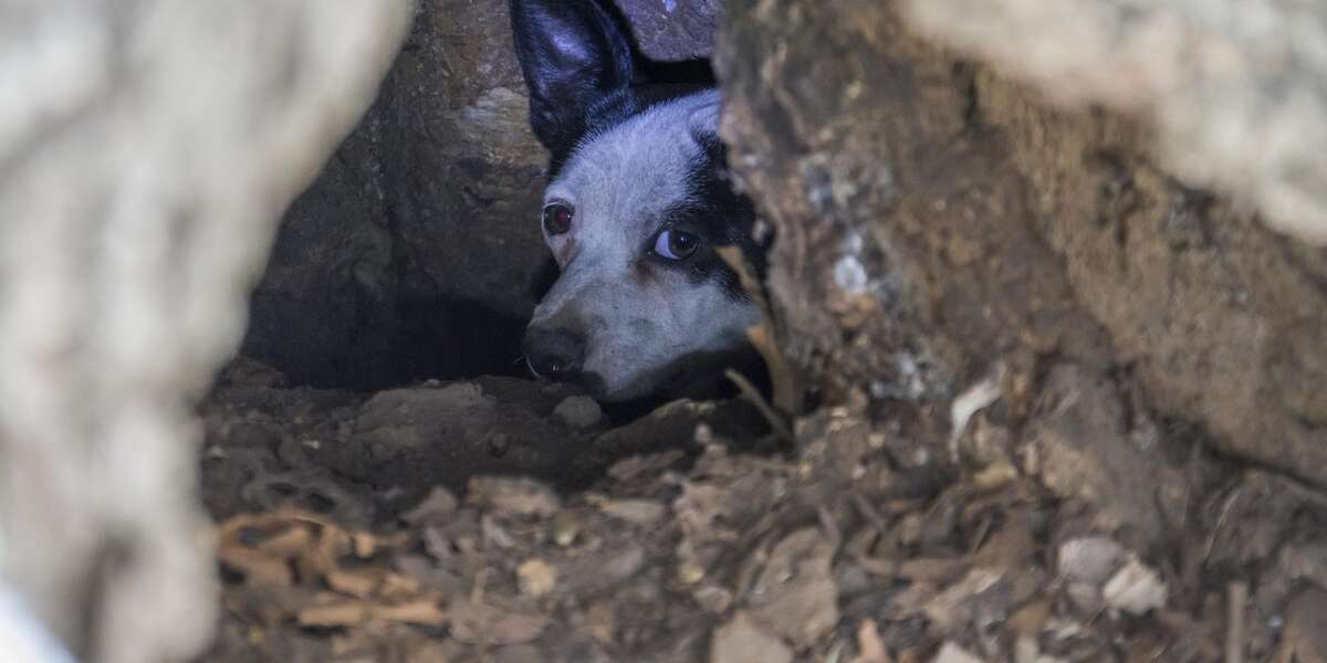 Mother and Newly Born Puppies Freezing to Death Had No Idea How Fast