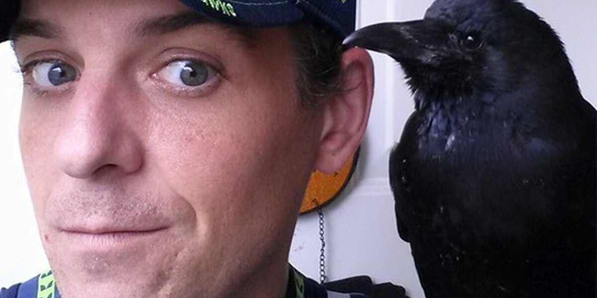 Crow Refuses To Leave The Man Who Saved His Life - The Dodo