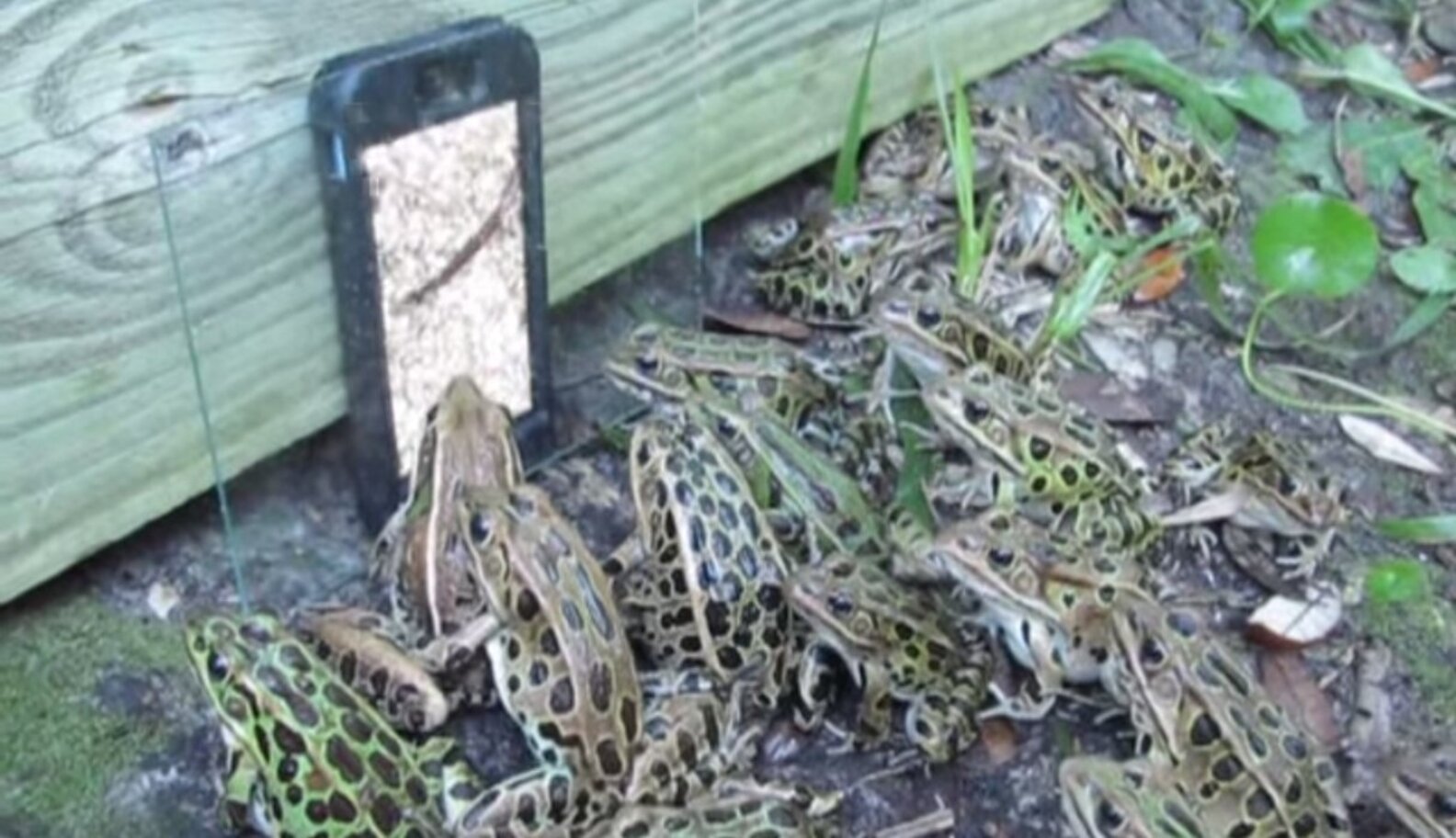 Worm Video Leaves Audience Of Frogs Totally Transfixed The Dodo