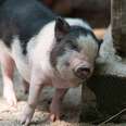 Do Teacup Pigs Really Exist?