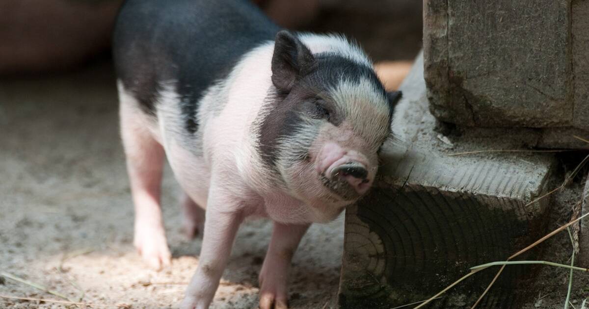 teacup pigs