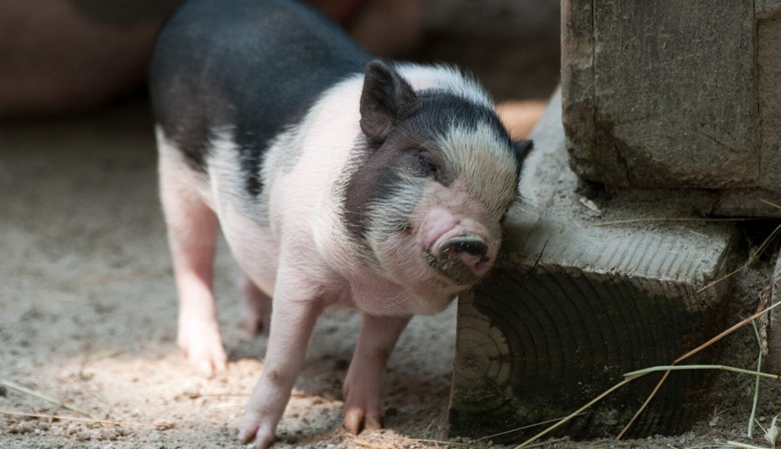 Do Teacup Pigs Really Exist? The Dodo