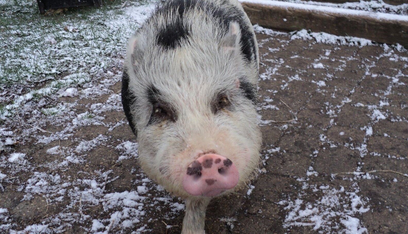 Do Teacup Pigs Really Exist? The Dodo