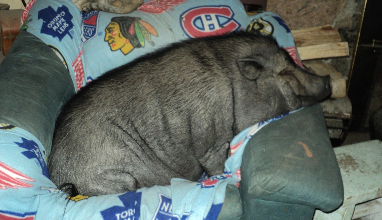 Do Teacup Pigs Really Exist? The Dodo