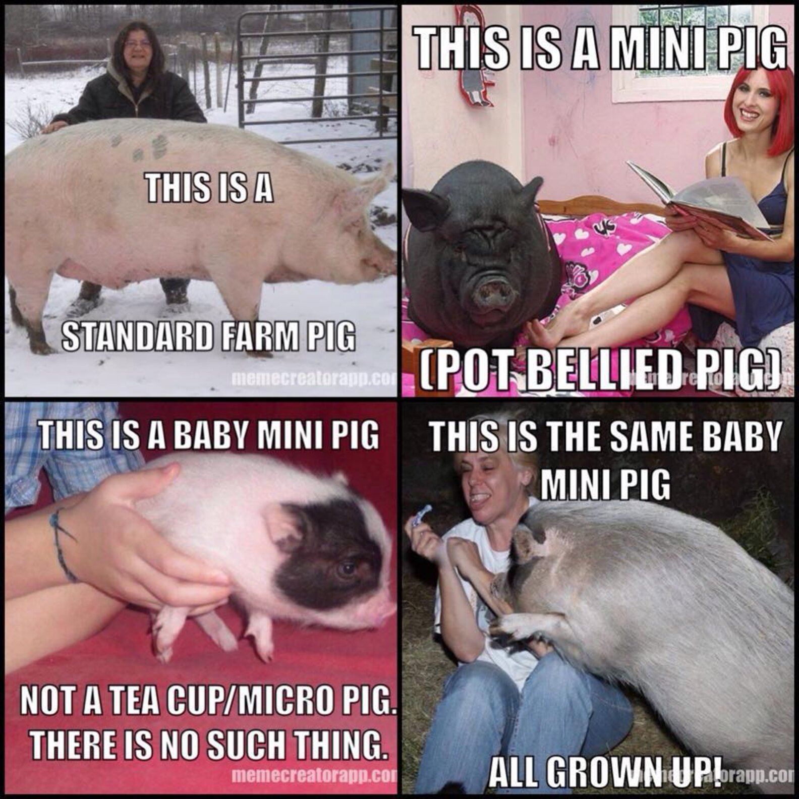 Do Teacup Pigs Really Exist? The Dodo