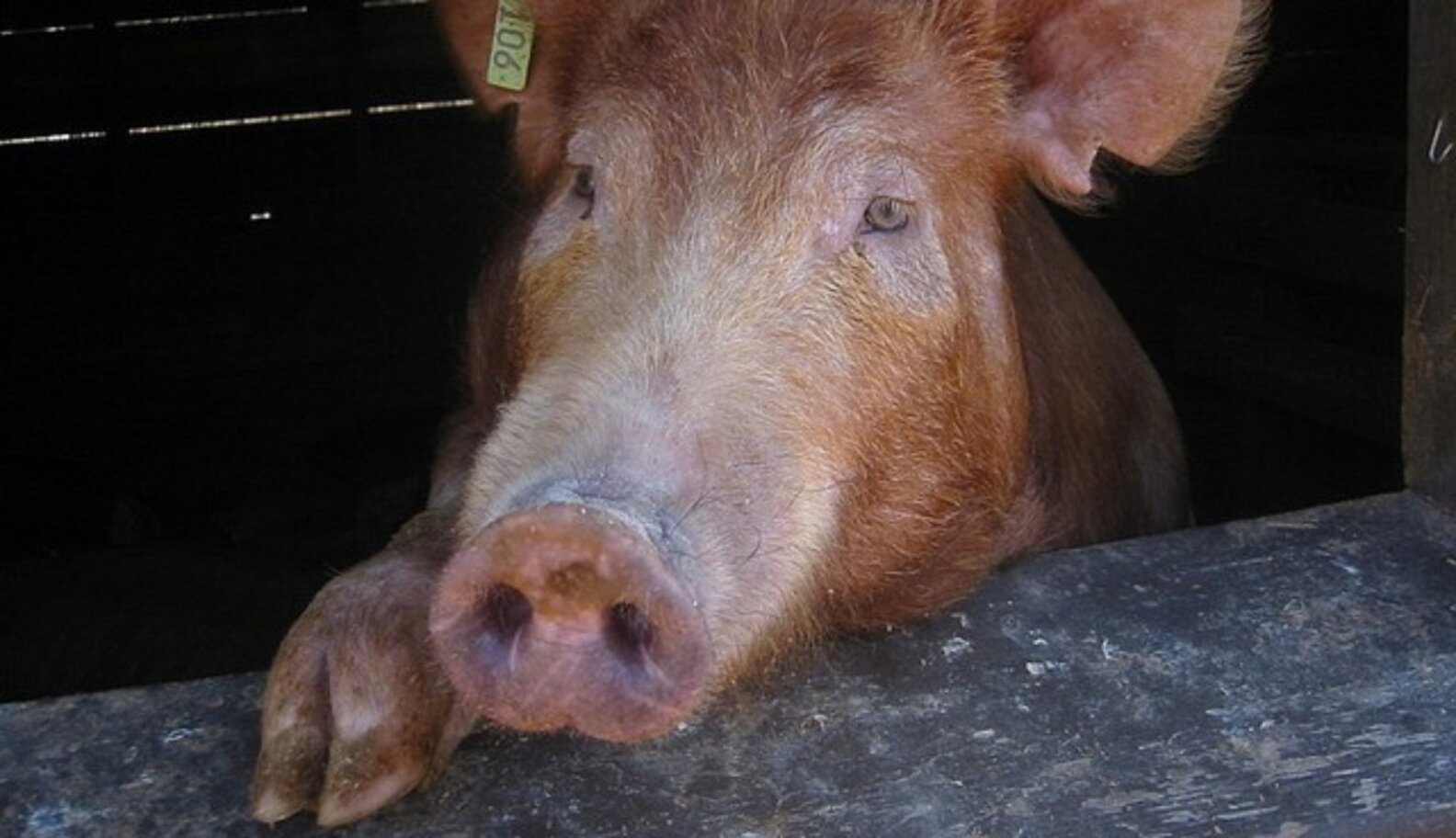 What Humane Slaughterhouses Don't Solve: The Last Pig Problem - The Dodo