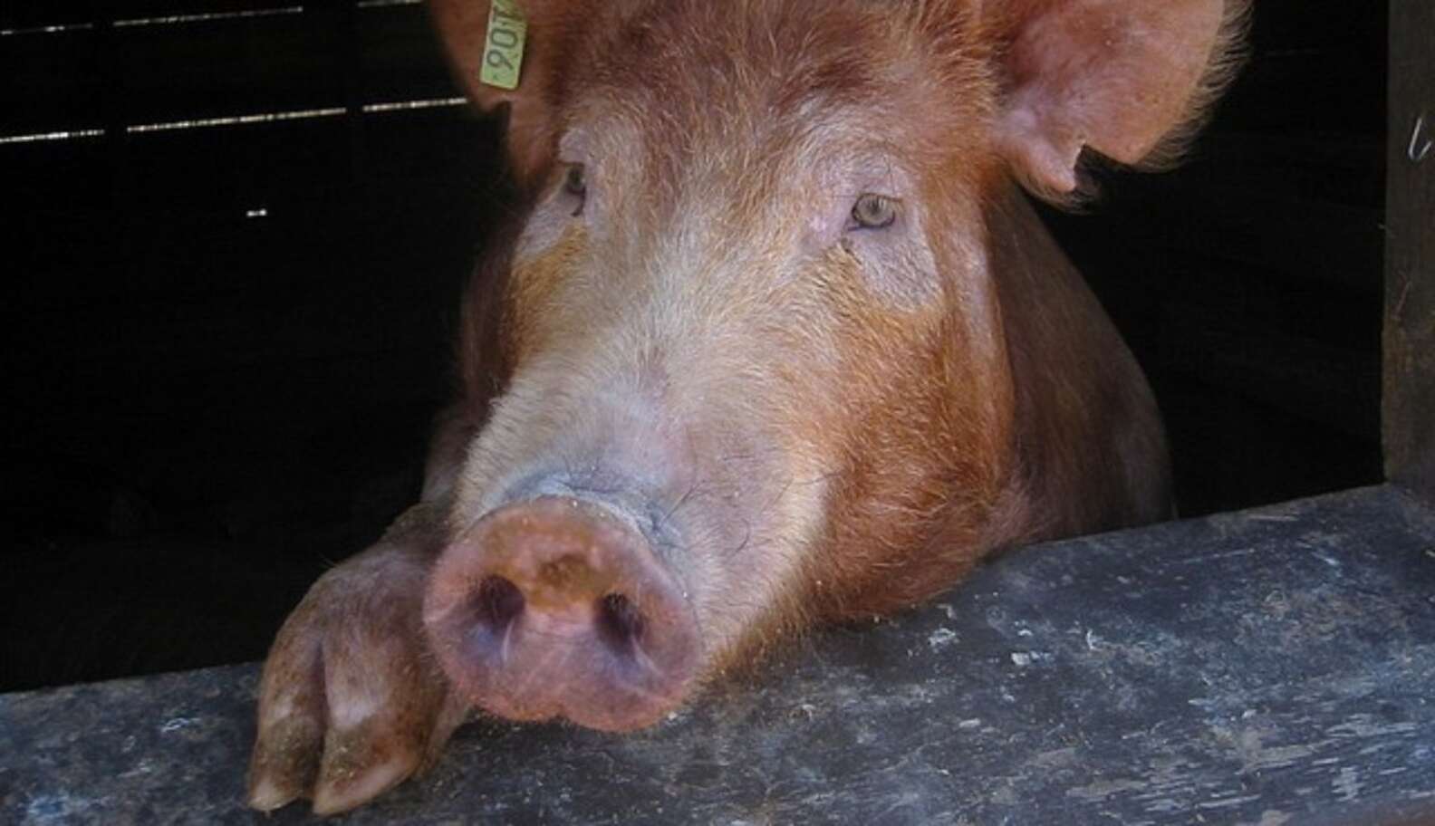 Humane Slaughterhouse What Humane Slaughterhouses Don't Solve: The Last Pig Problem - The Dodo