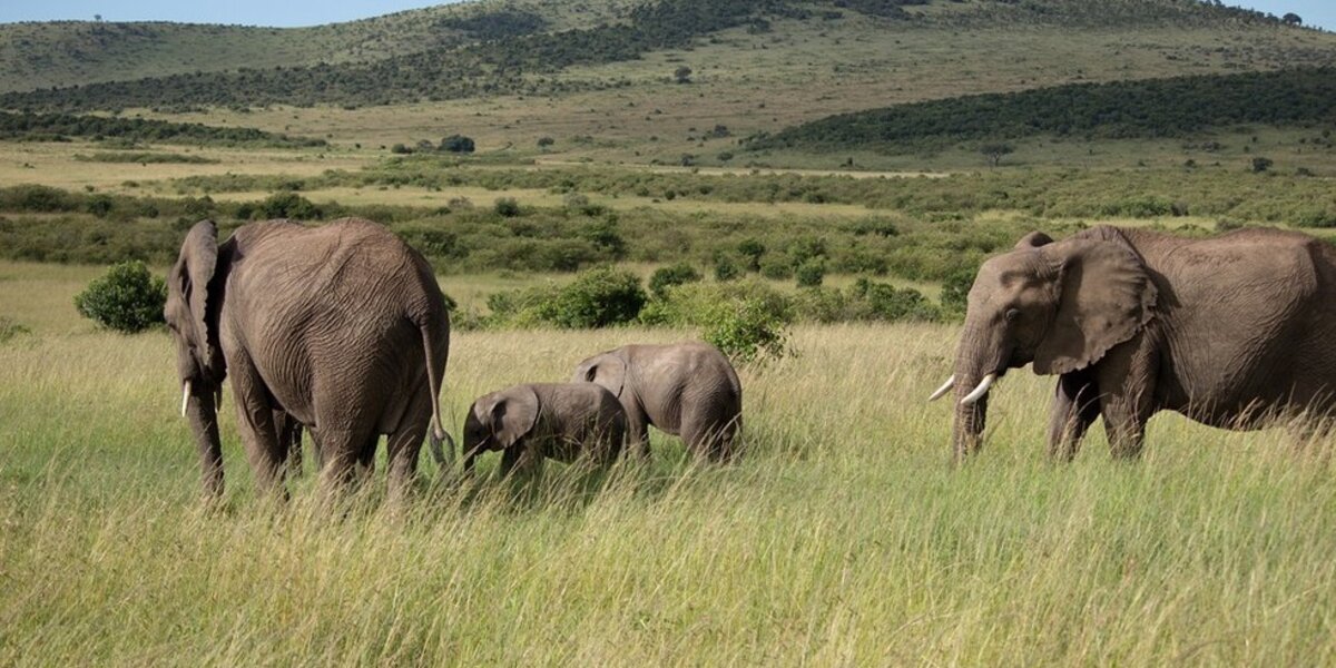 Kenyan Rangers Kill Notorious Poacher - The Dodo