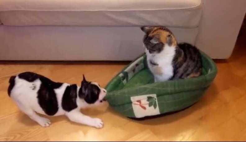 Baffled Puppy Just Can t Comprehend Why Cat Stole His Bed The Dodo