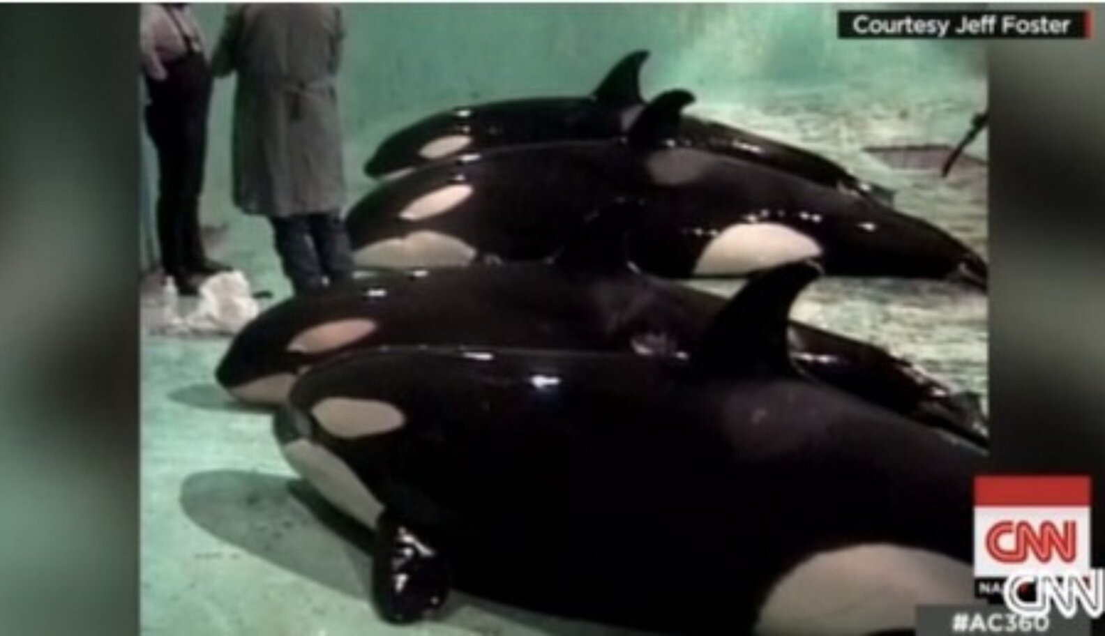 Ex-Orca Hunter Releases Rare Footage Of Whale Captures - The Dodo