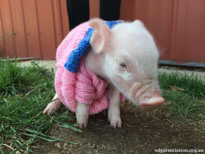 Why Looking At Cute Animals Makes You A Better Person - The Dodo Why Looking At Cute Animals Makes You A Better Person - The Dodo