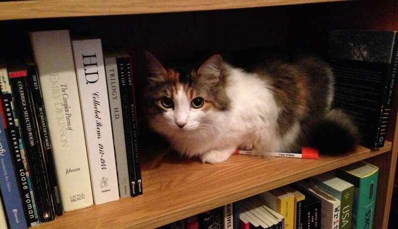 12 High-Brow Cats Who Think They're Smarter Than You - The Dodo