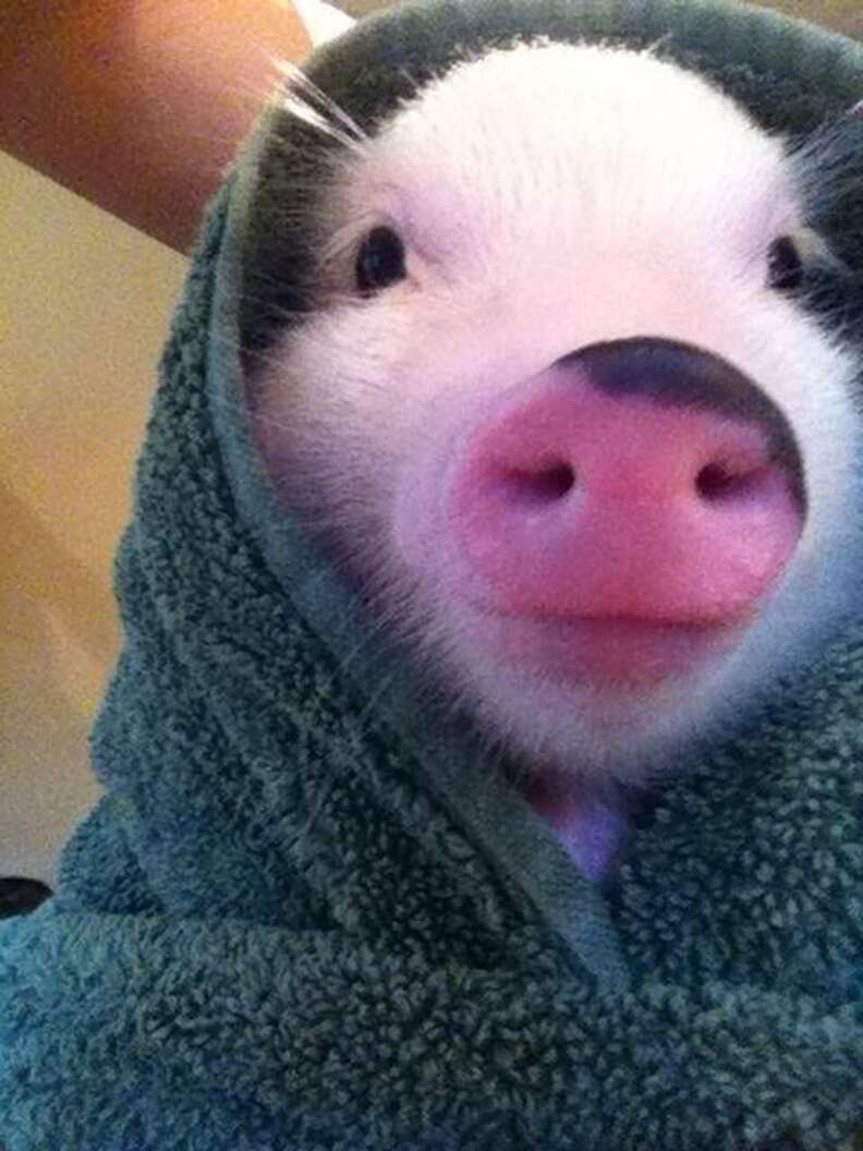 18 Pigs Who Are Too Adorable To Be Real - The Dodo