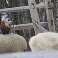 One Rooster's Snow-Day Solution:Take the Sheep Train!