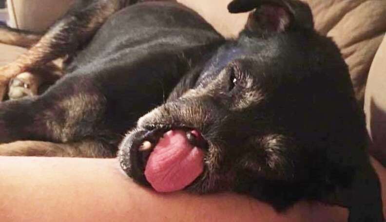 Dog Who Lost His Nose Finally Has Someone To Love Him - The Dodo