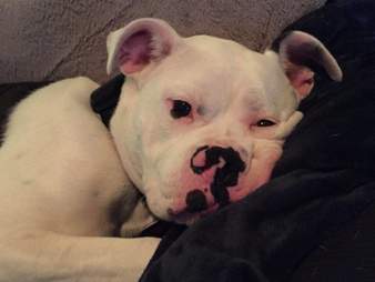 Lola the dog shortly after being rescued
