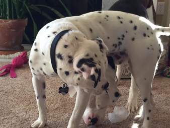 Rescue dogs Lola and Kingston are best friends