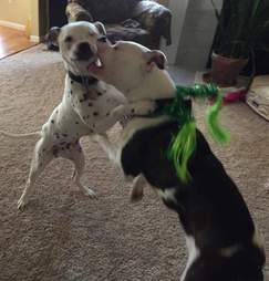 Rescue dogs Lola and Kingston are best friends