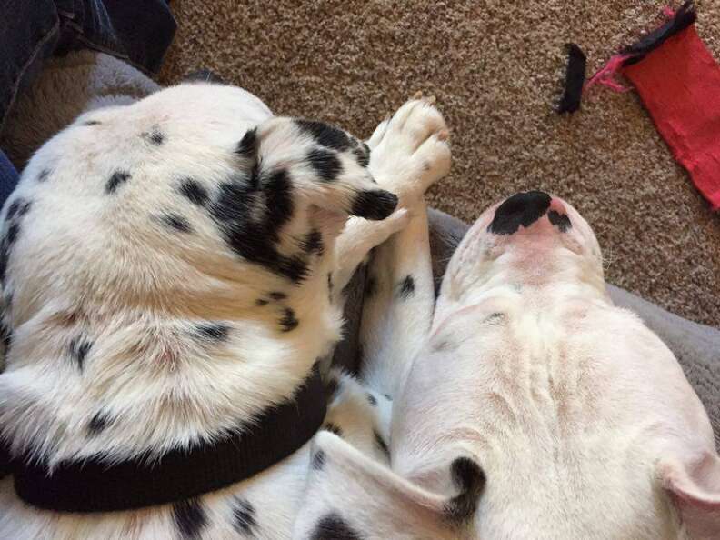 Rescue dogs Lola and Kingston snuggling together