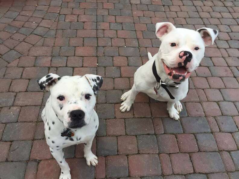 Rescue dogs Lola and Kingston are best friends