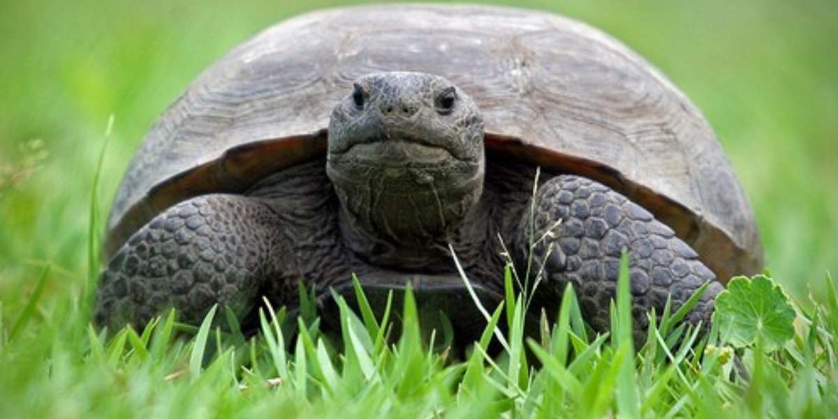 Justice for Grga - The Gopher Tortoise. - The Dodo