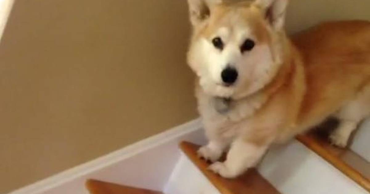 Corgi falling down stairs best sale