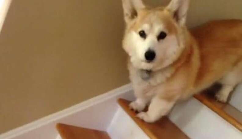 Corgi falling down clearance stairs