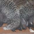 Wild Porcupine Brings His Babies To Meet The Woman Who Saved Him