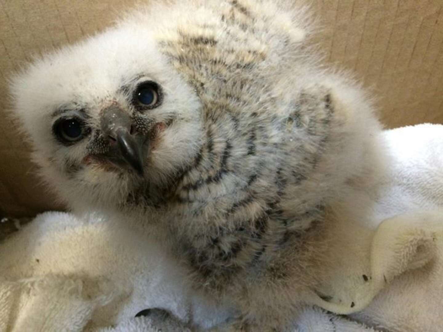 17 Adorable, Teeny-Tiny Animals Who Were Rescued This Spring - The Dodo