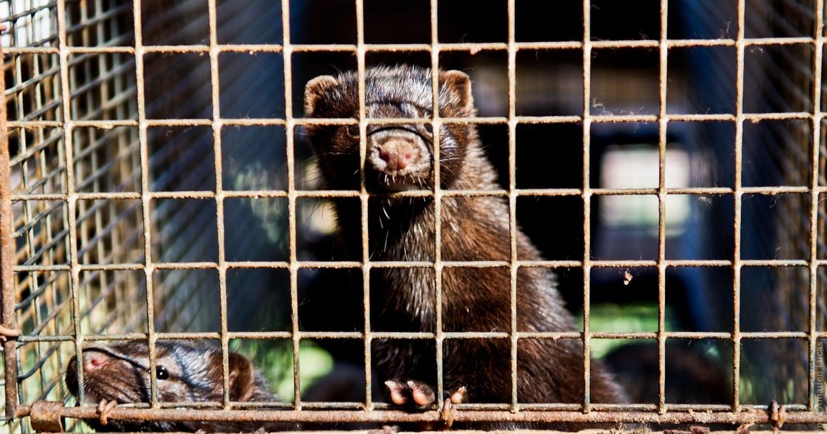 These 'CrueltyFree' Eyelashes Are Likely A Product Of Torture The Dodo