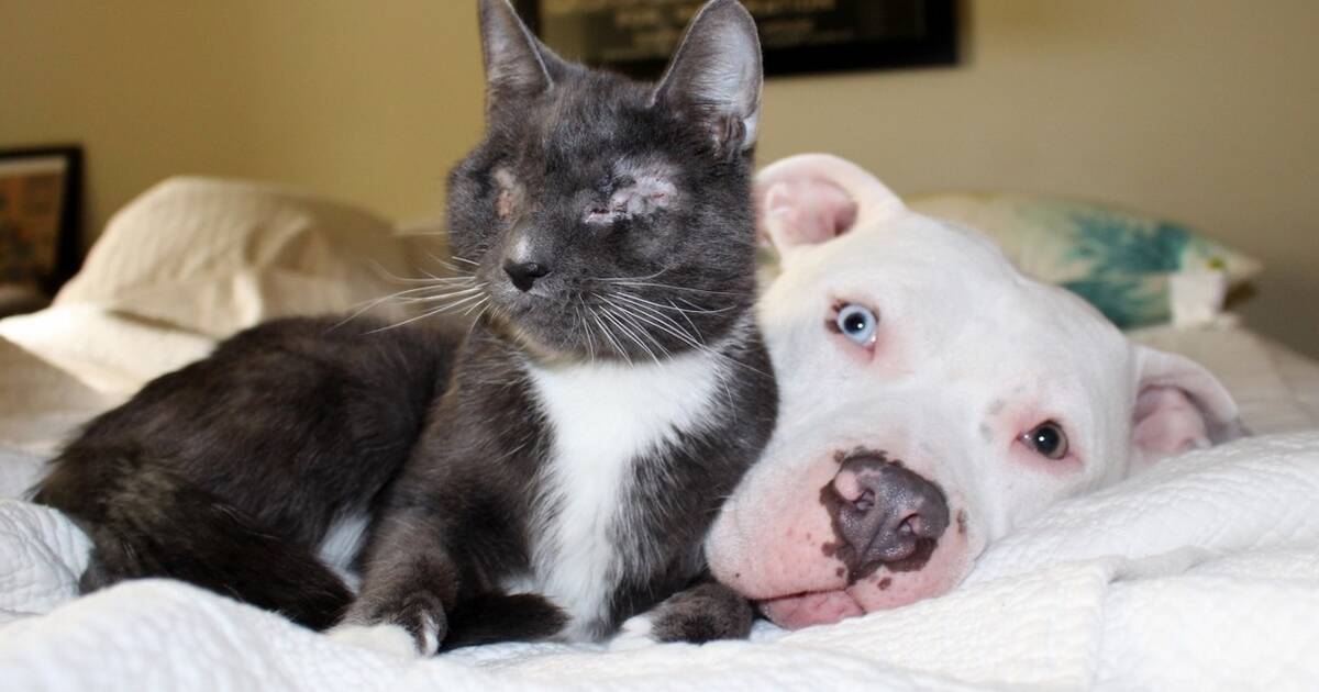 do pitbulls like cats