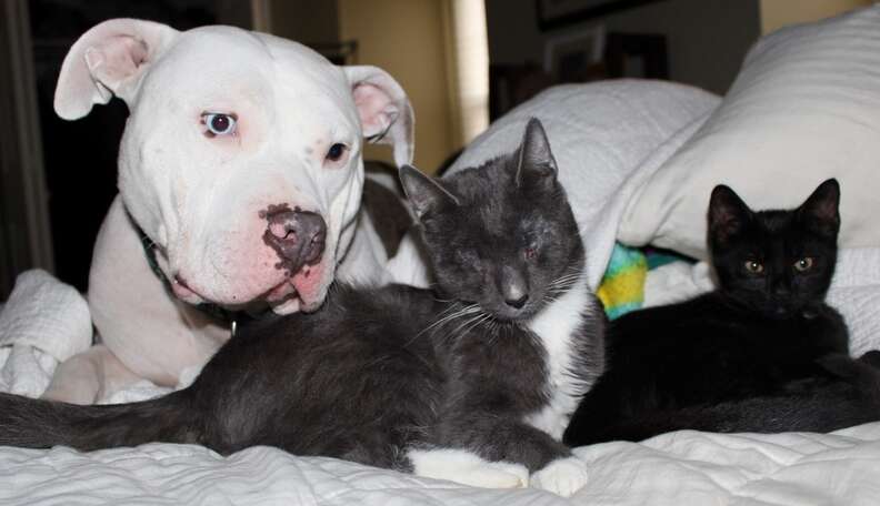 can pit bulls and cats get along