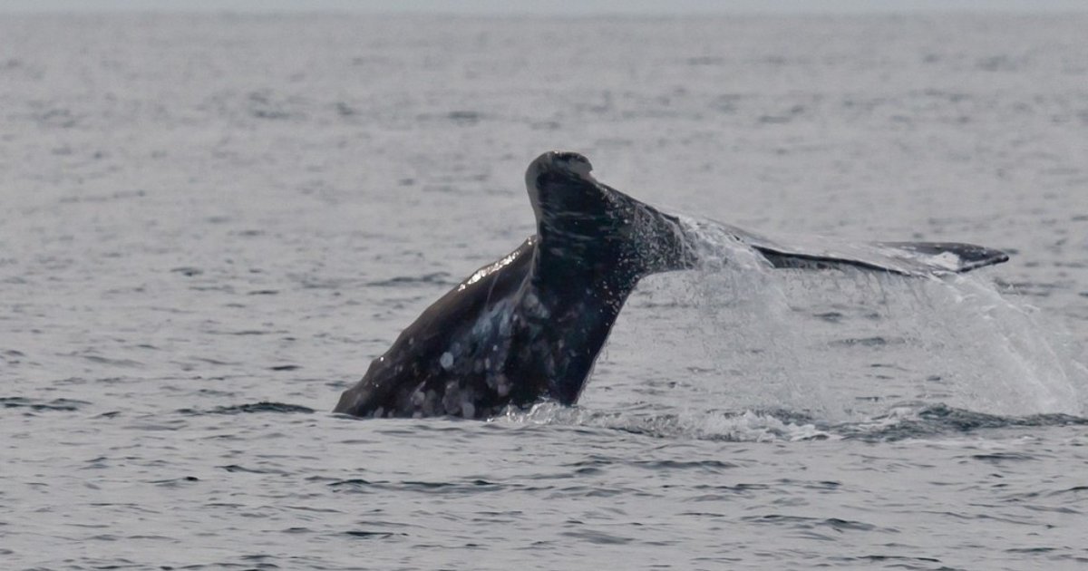 Grey whales often. 57530 Серый кит. Серый кит игра. Убийство серого кита Россия. Учет серых китов.