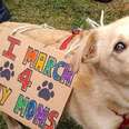 Meet The Dogs Who Marched With Their Moms