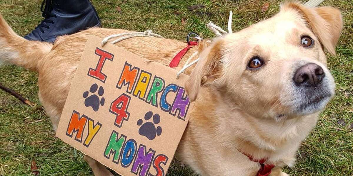 Meet The Dogs Who Marched With Their Moms - Videos - The Dodo