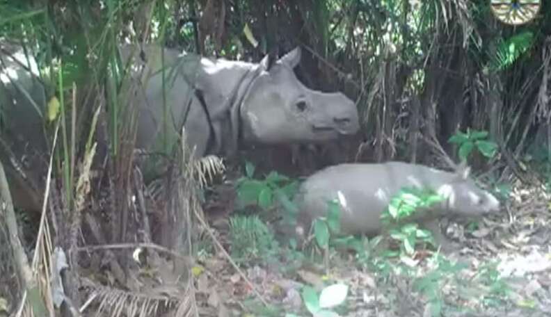 World's Rarest Rhino Babies Bring Hope In Newly Released Footage - The Dodo