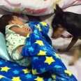Helpful Pup Tucks In Sleeping Baby