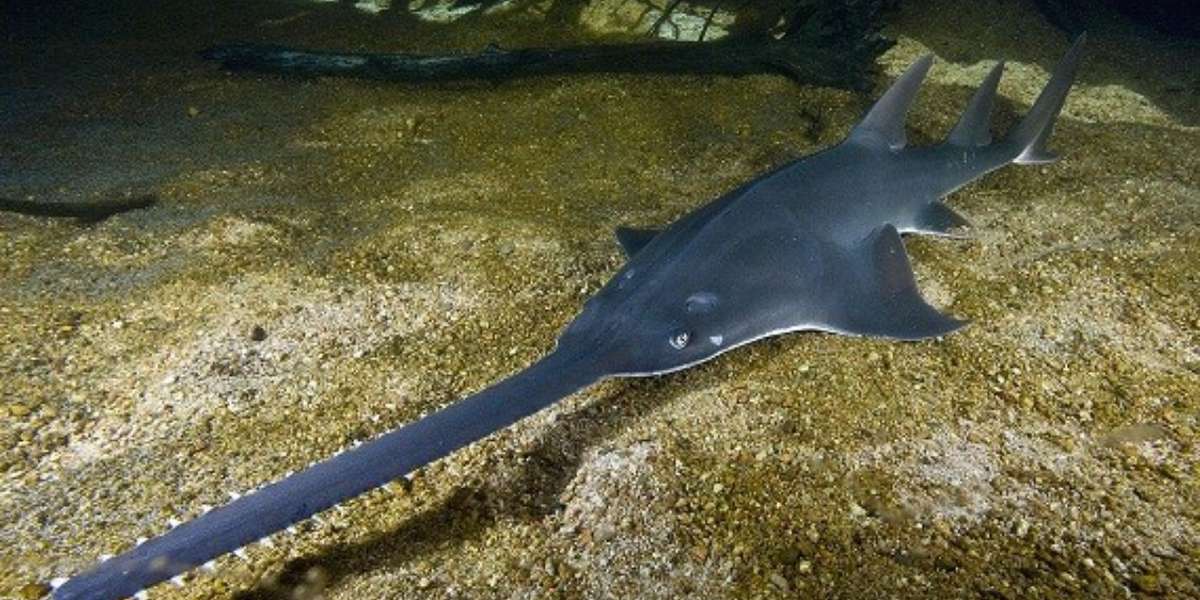 Meet Sawfish: A Family of Unique Rays that Need Conservation Attention ...