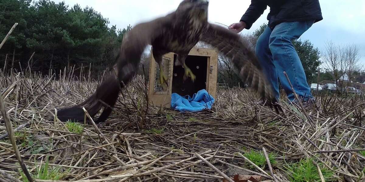 After Getting Hit By Car, Determined Buzzard Spreads His Wings The Dodo