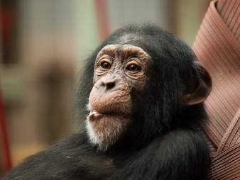9 animals who have more in common with