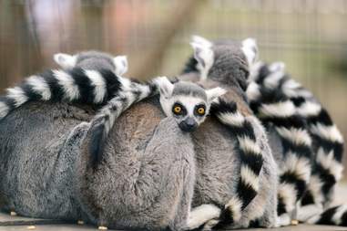 9 animals who have more in common with