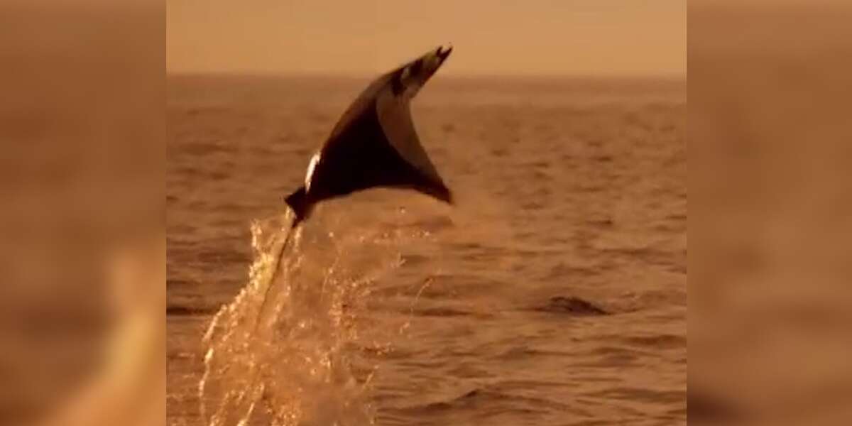 Devil Rays Fly High Above Ocean - The Dodo