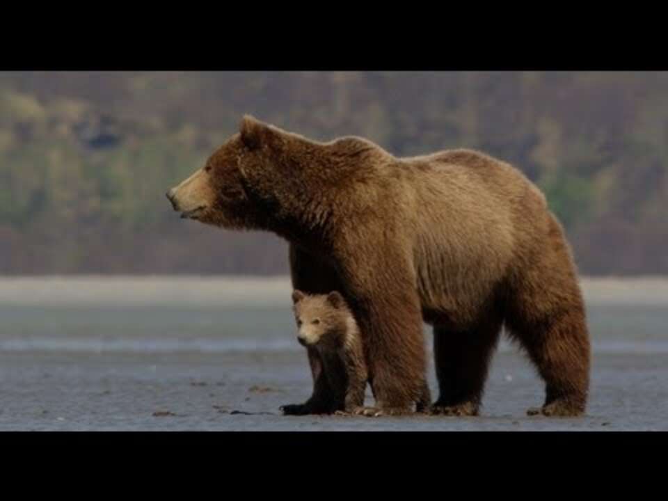 Disneynature's Bears trailer puts teeny tiny baby bear feet in your ...