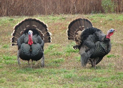 20 Beautiful Reasons To Pardon A Turkey This Thanksgiving - The Dodo