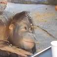 Zoo Orangutan Gets A Surprise Visitor