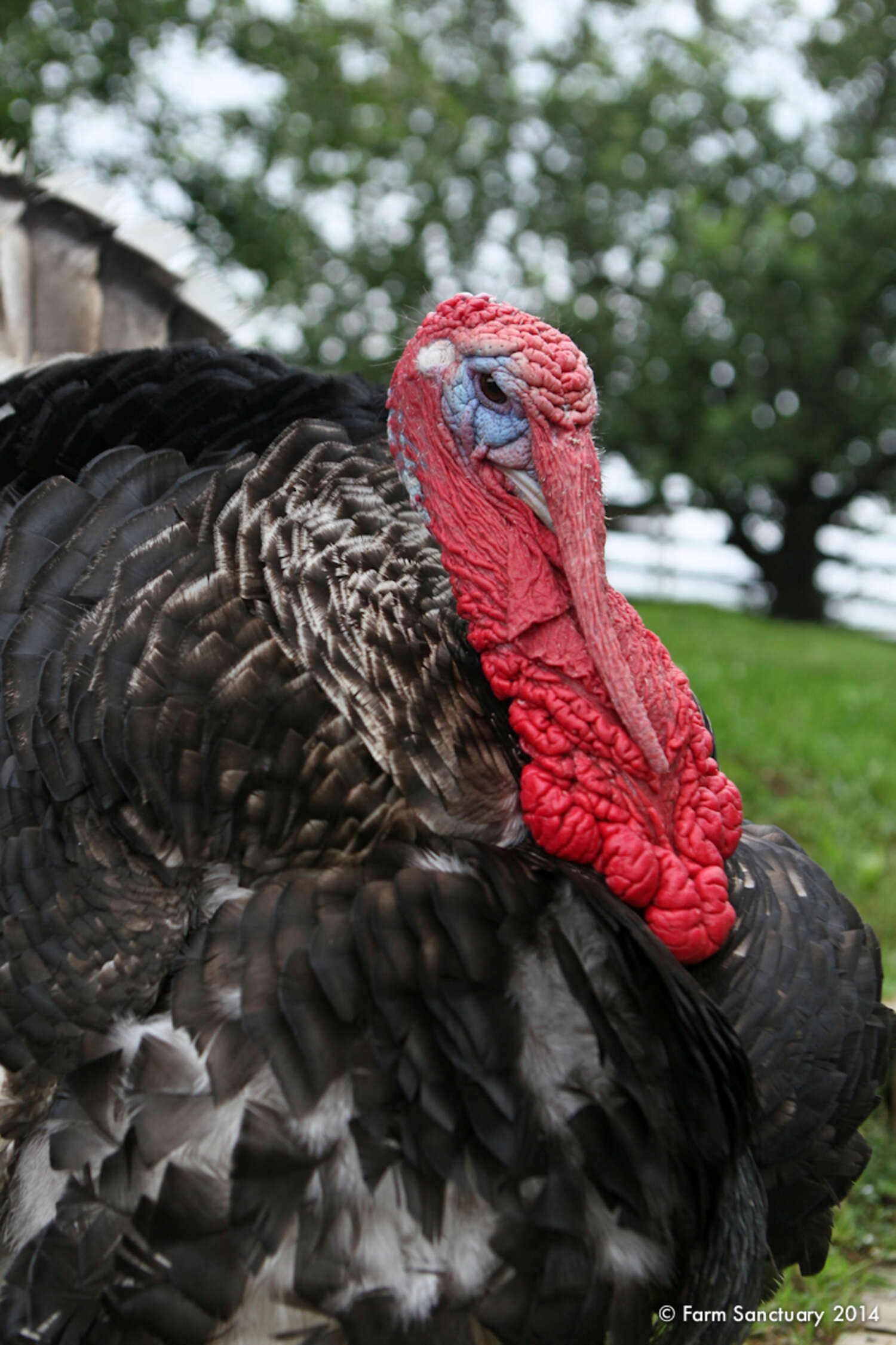 20 Beautiful Reasons To Pardon A Turkey This Thanksgiving - The Dodo