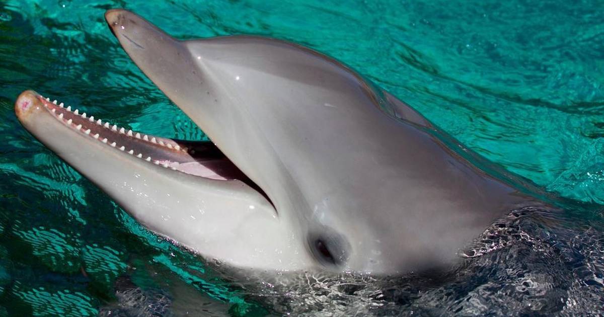 Dolphin Is Second Animal To Die At SeaWorld In 2 Weeks - The Dodo