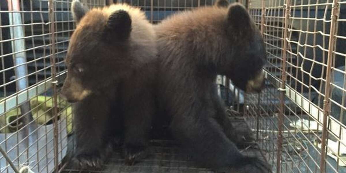 Orphaned Bear Cubs Found Still Clinging To Their Dead Mother The Dodo