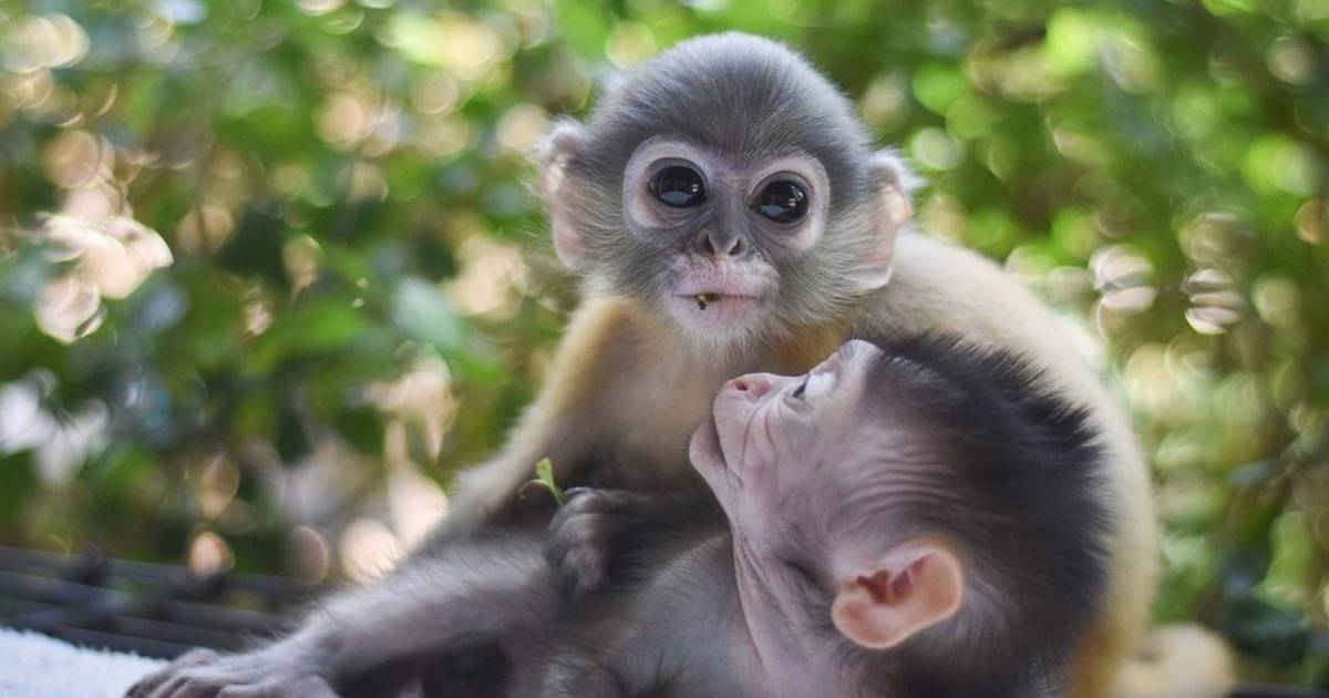 cute baby monkeys for free adoption